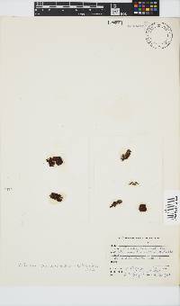 Colpomenia sinuosa image