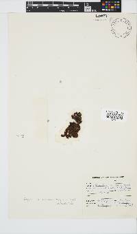 Colpomenia sinuosa image