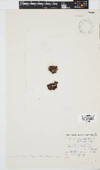 Colpomenia sinuosa image