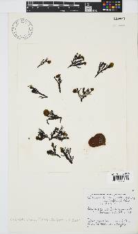 Colpomenia sinuosa image