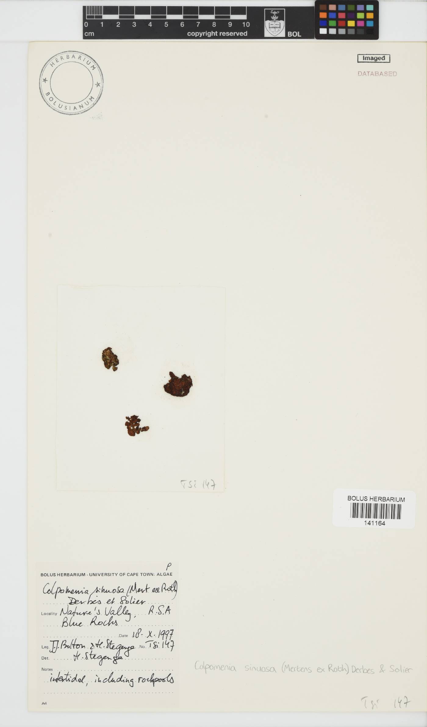 Colpomenia sinuosa image