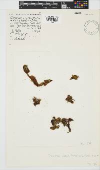 Colpomenia sinuosa image