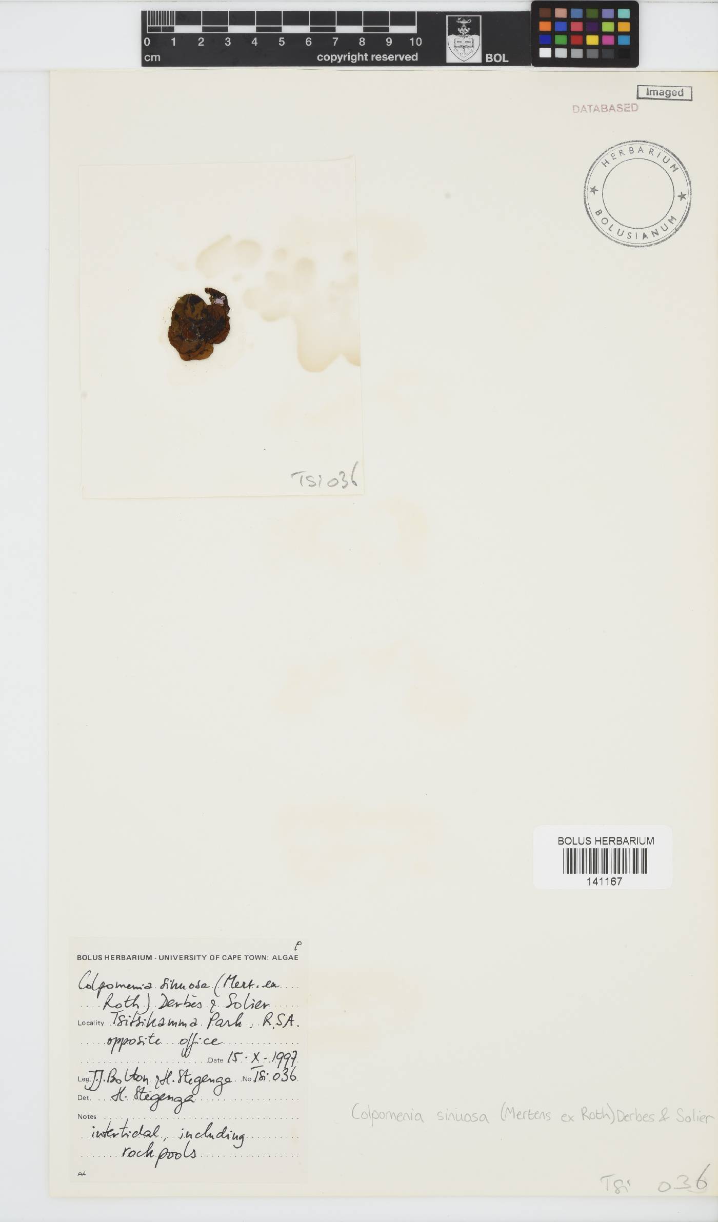 Colpomenia sinuosa image