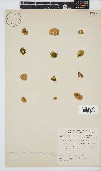 Colpomenia sinuosa image