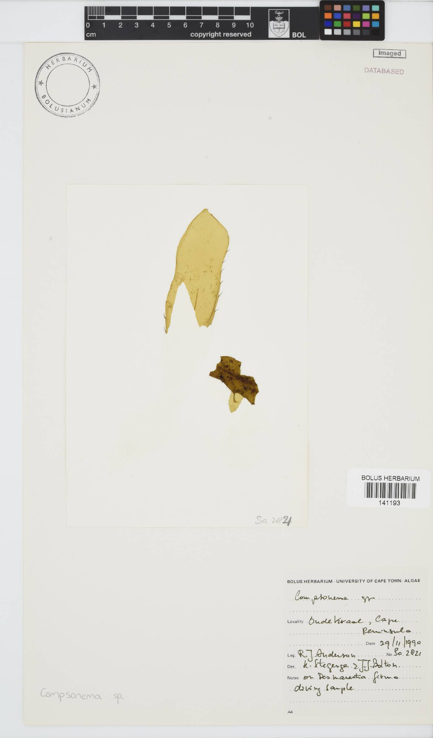 Compsonema image