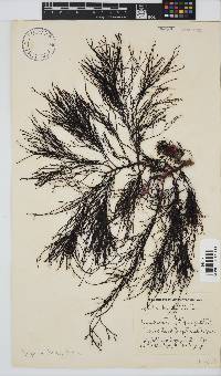 Image of Cystophora fibrosa