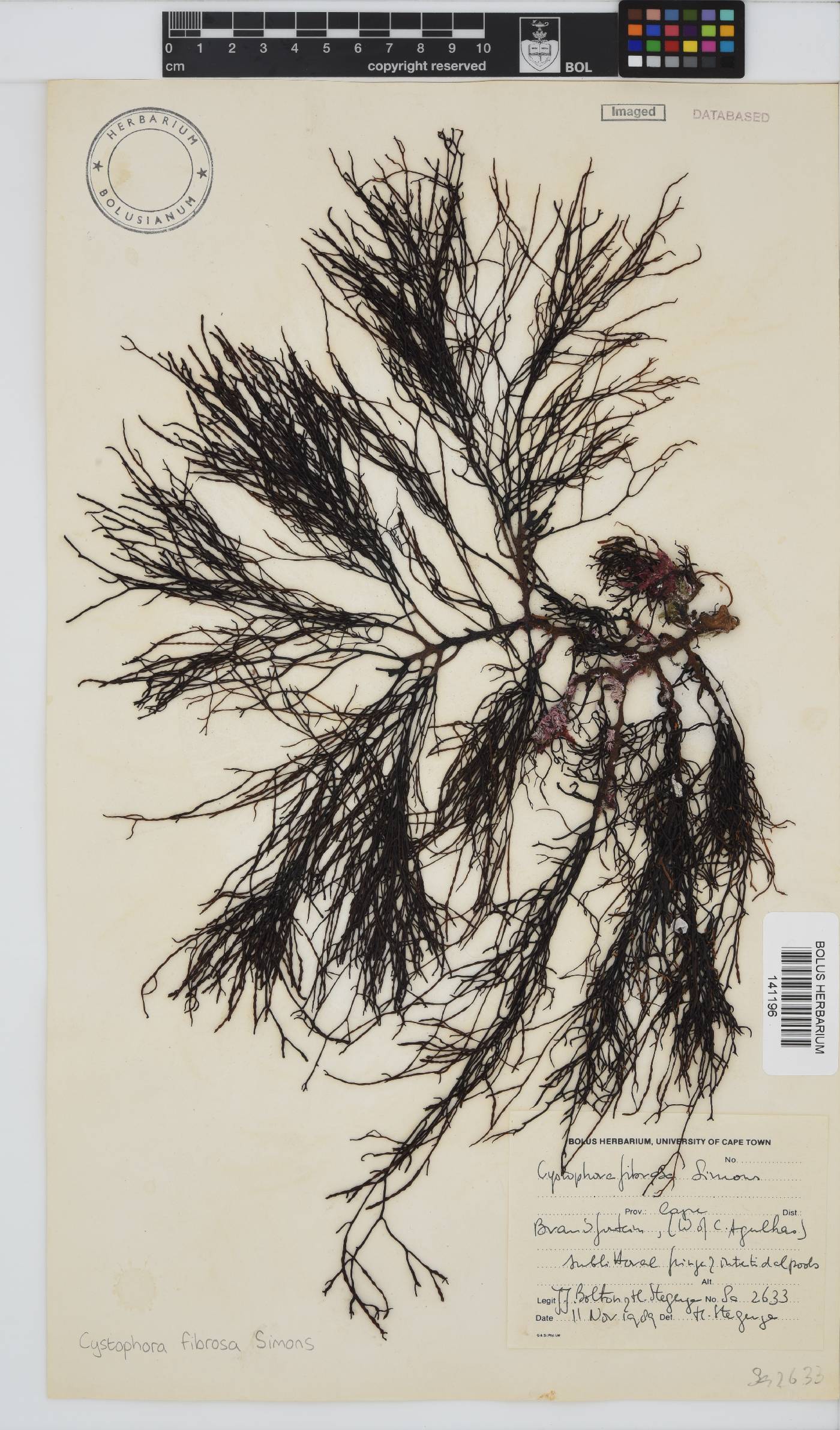 Cystophora fibrosa image