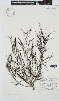 Cystophora fibrosa image
