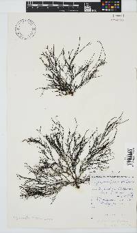 Cystophora fibrosa image