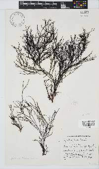 Cystophora fibrosa image