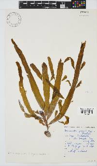 Desmarestia herbacea image