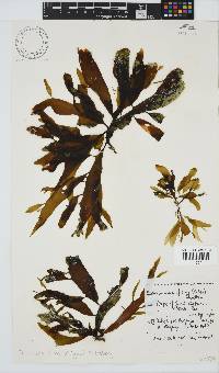 Desmarestia herbacea image