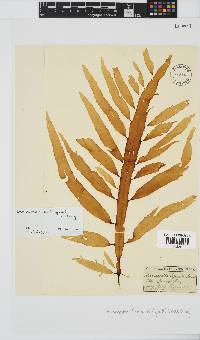 Desmarestia herbacea image