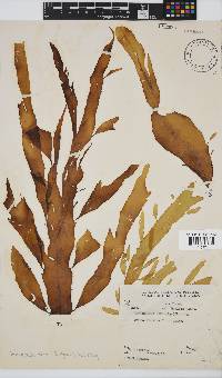 Desmarestia herbacea image