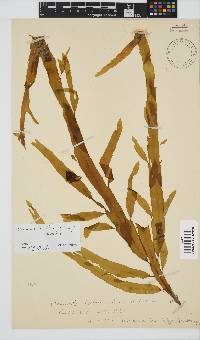 Desmarestia herbacea image