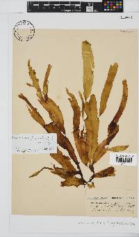 Desmarestia herbacea image