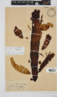 Desmarestia herbacea image