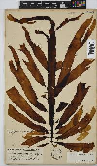 Desmarestia herbacea image