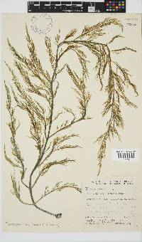 Image of Desmarestia rossii