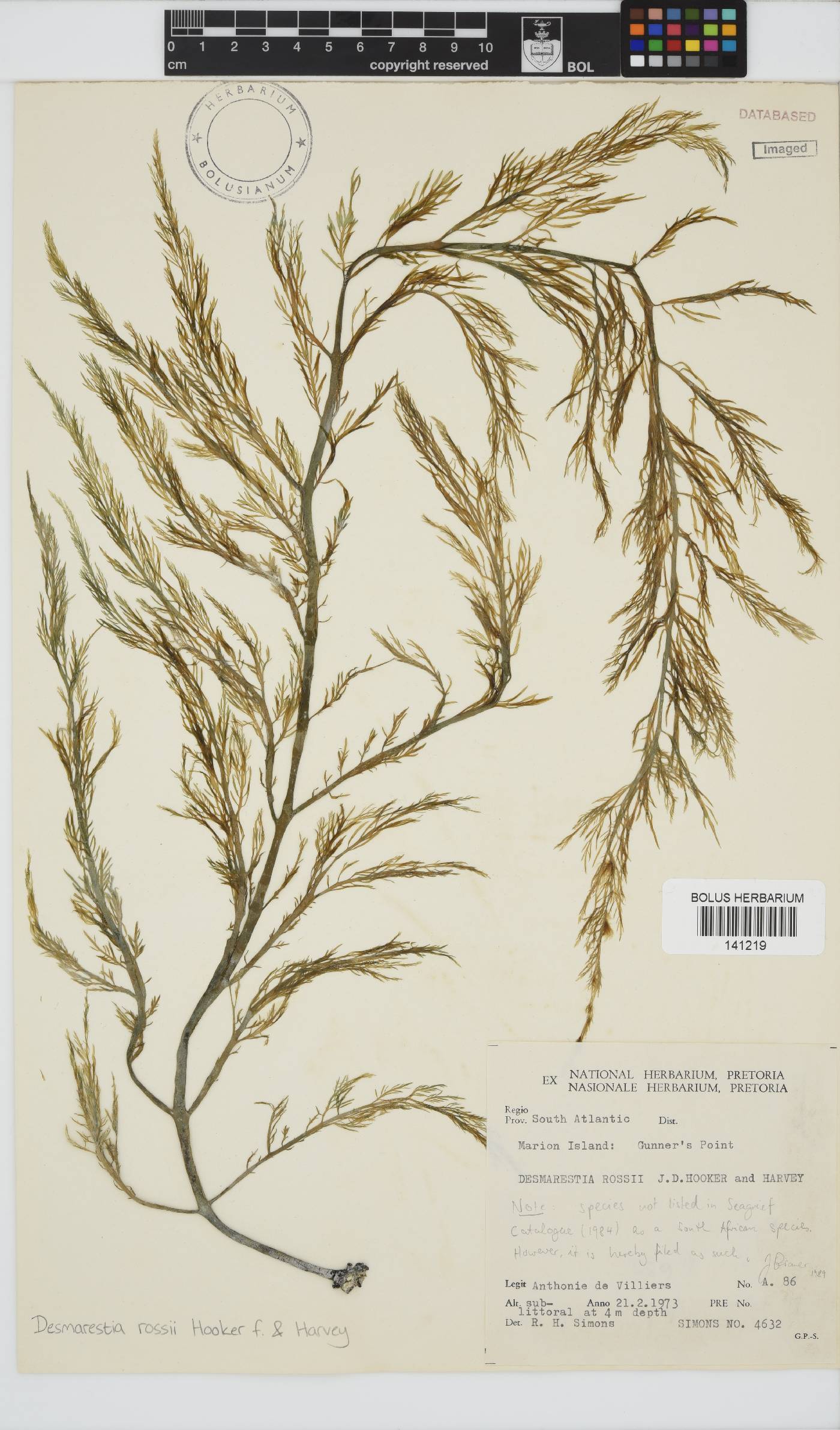 Desmarestia rossii image