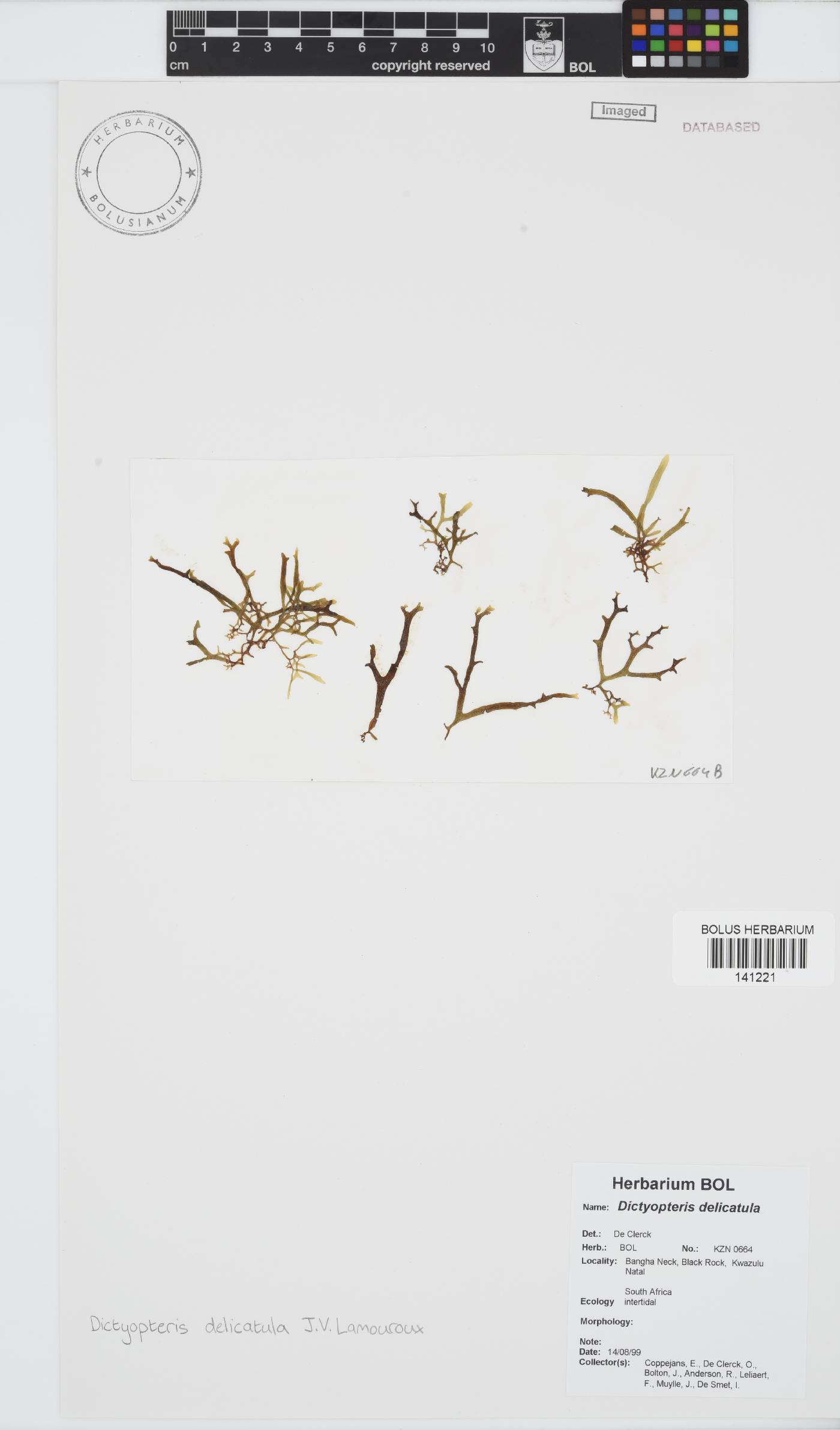 Dictyopteris delicatula image