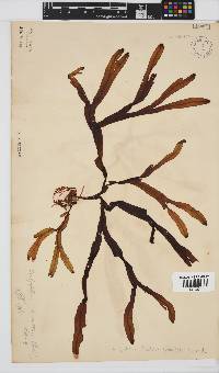 Dictyopteris ligulata image