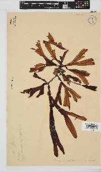 Dictyopteris ligulata image