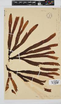 Dictyopteris ligulata image