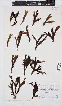 Dictyopteris ligulata image