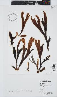 Dictyopteris ligulata image