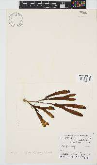 Dictyopteris ligulata image