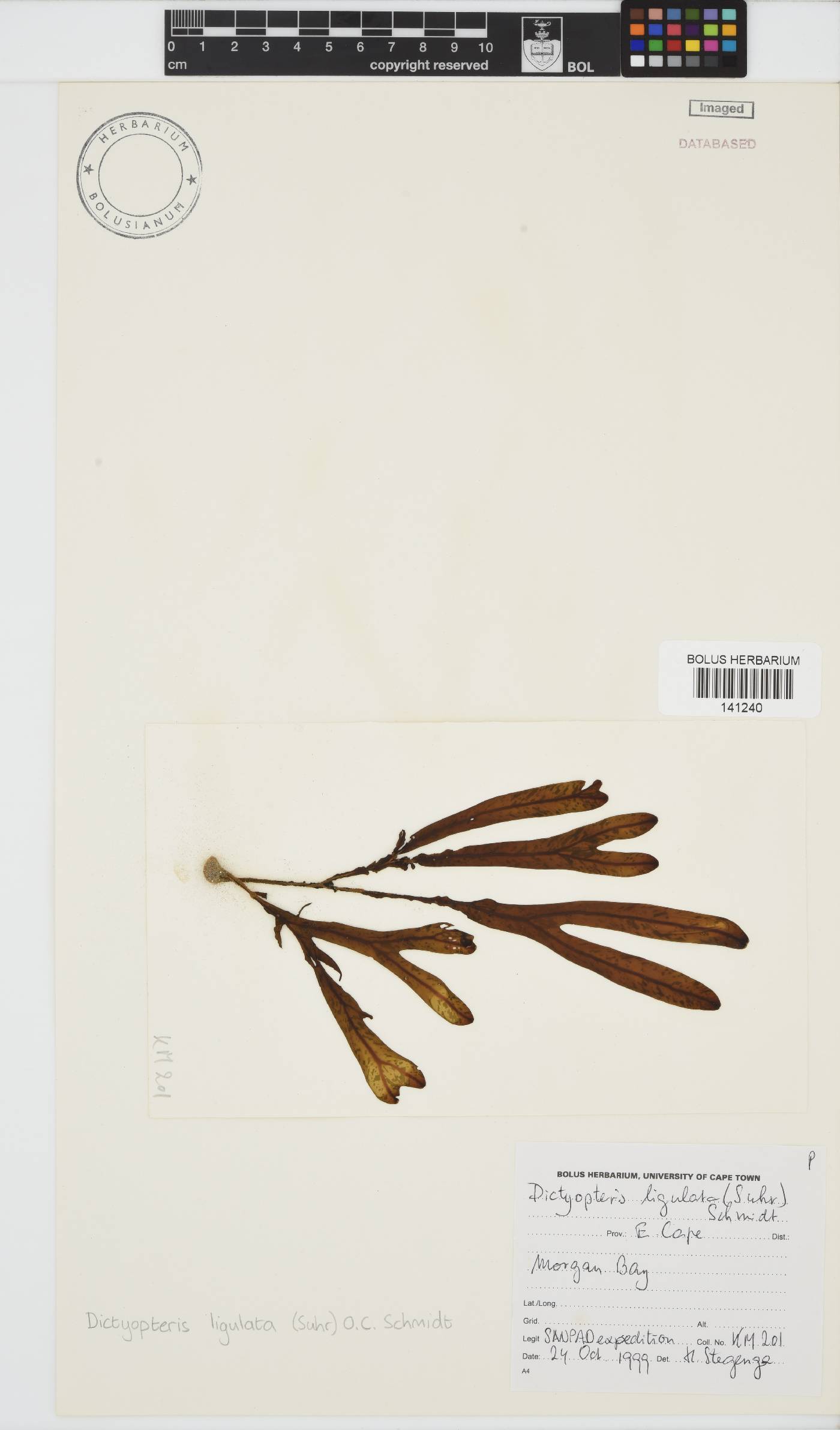 Dictyopteris ligulata image