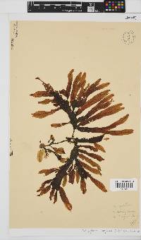Dictyopteris ligulata image