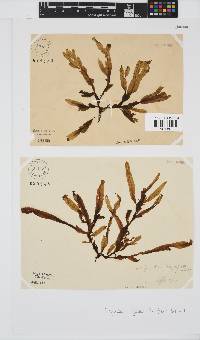 Dictyopteris ligulata image