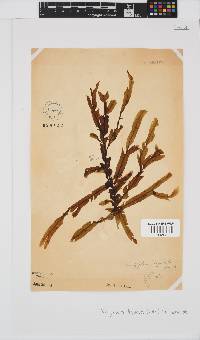 Dictyopteris ligulata image