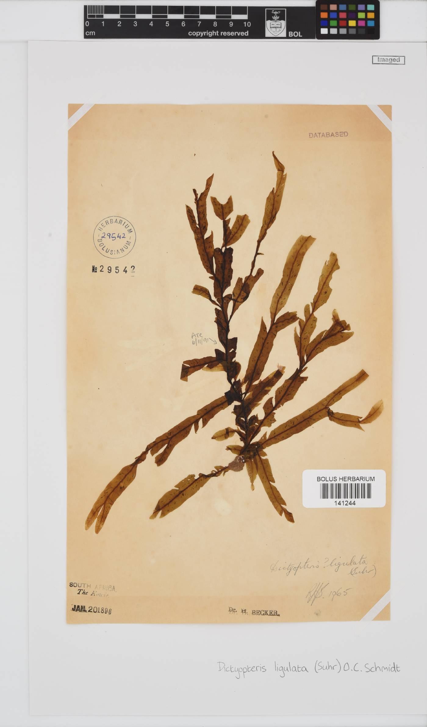 Dictyopteris ligulata image