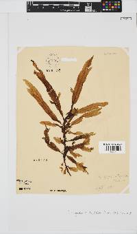 Dictyopteris ligulata image