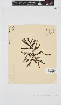 Dictyopteris ligulata image