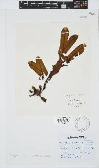 Dictyopteris ligulata image