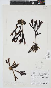 Dictyopteris ligulata image