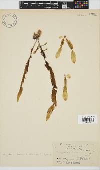 Dictyopteris macrocarpa image