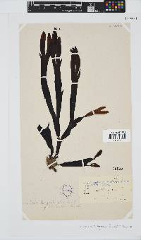 Dictyopteris ligulata image