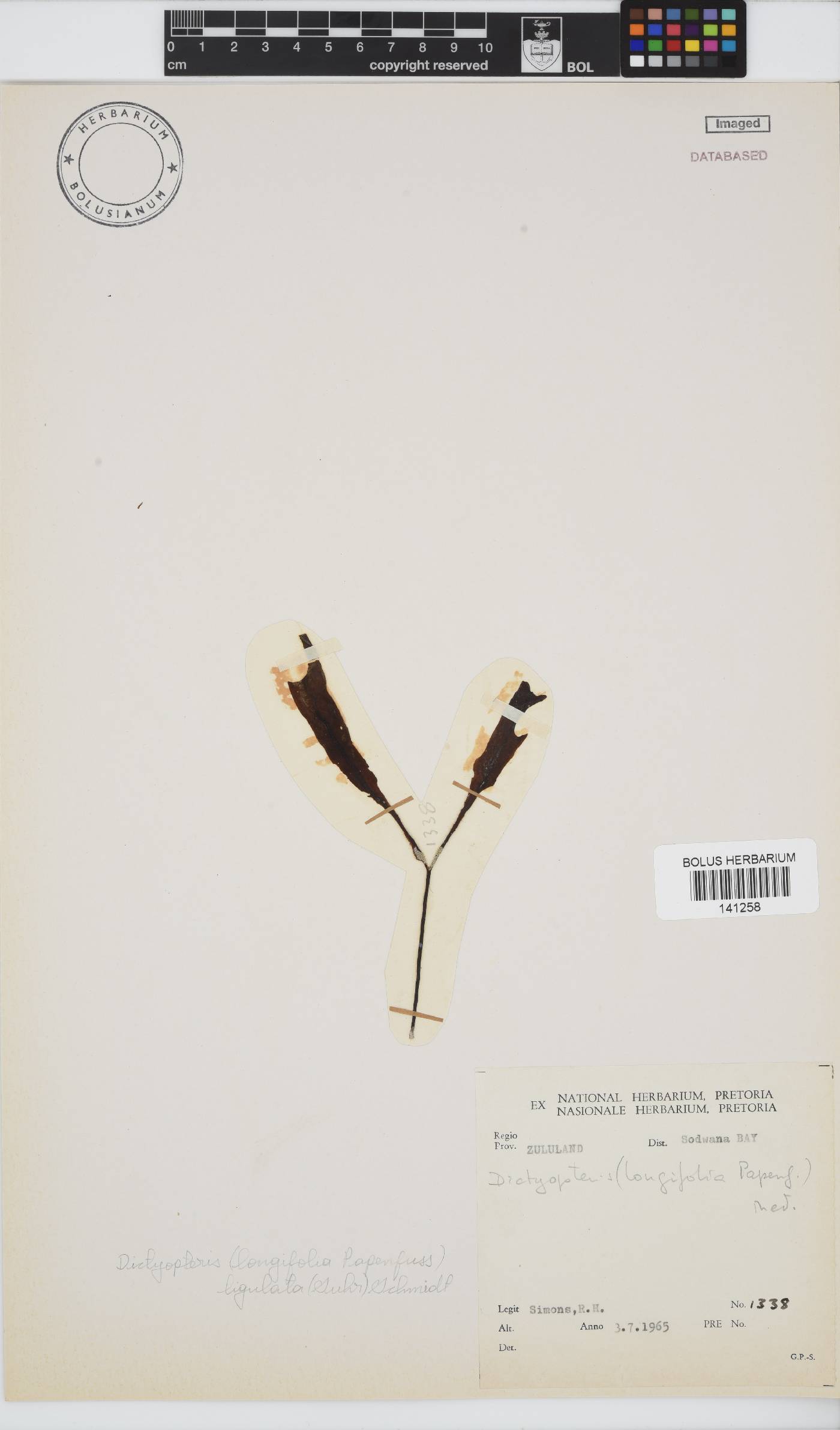 Dictyopteris image
