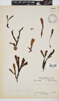 Dictyopteris ligulata image