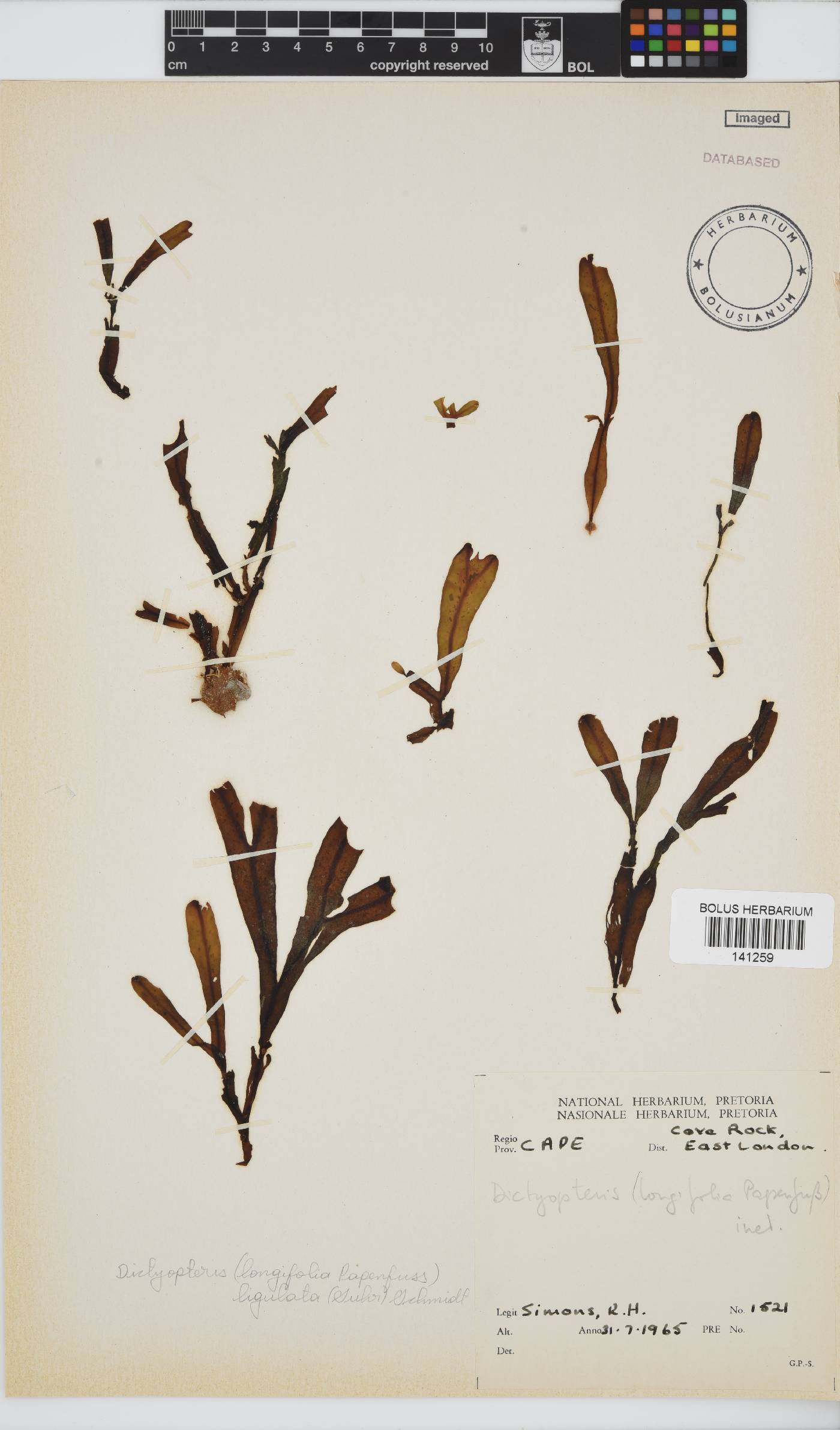 Dictyopteris ligulata image