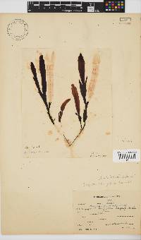 Dictyopteris ligulata image