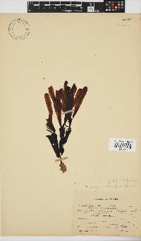 Dictyopteris ligulata image