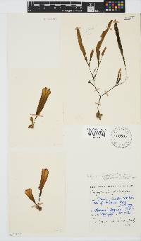 Dictyopteris ligulata image
