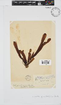 Dictyopteris ligulata image