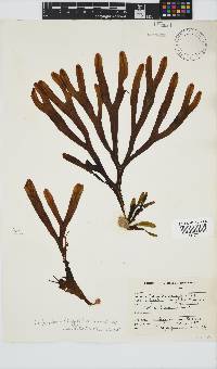 Dictyopteris ligulata image